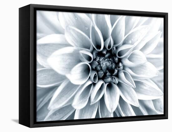 Bright White Bloom-Susan Bryant-Framed Stretched Canvas