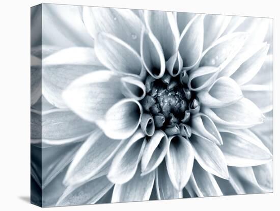 Bright White Bloom-Susan Bryant-Stretched Canvas