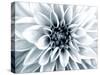 Bright White Bloom-Susan Bryant-Stretched Canvas
