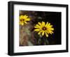 Bright Yellow Flower in colour-AdventureArt-Framed Photographic Print