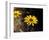 Bright Yellow Flower in colour-AdventureArt-Framed Photographic Print