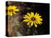 Bright Yellow Flower in colour-AdventureArt-Stretched Canvas