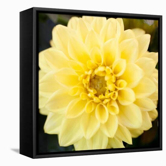 Bright Yellow Gerbera-Susan Bryant-Framed Stretched Canvas