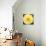Bright Yellow Gerbera-Susan Bryant-Art Print displayed on a wall