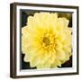 Bright Yellow Gerbera-Susan Bryant-Framed Art Print