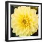 Bright Yellow Gerbera-Susan Bryant-Framed Art Print