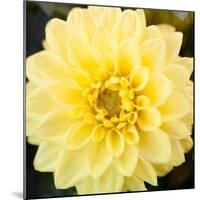 Bright Yellow Gerbera-Susan Bryant-Mounted Art Print