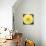 Bright Yellow Gerbera-Susan Bryant-Mounted Art Print displayed on a wall