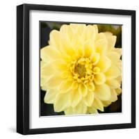 Bright Yellow Gerbera-Susan Bryant-Framed Art Print