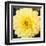 Bright Yellow Gerbera-Susan Bryant-Framed Art Print