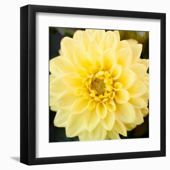 Bright Yellow Gerbera-Susan Bryant-Framed Art Print