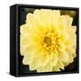 Bright Yellow Gerbera-Susan Bryant-Framed Stretched Canvas