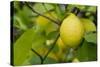 Bright Yellow Lemon on the Tree, California, USA-Cindy Miller Hopkins-Stretched Canvas