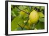 Bright Yellow Lemon on the Tree, California, USA-Cindy Miller Hopkins-Framed Photographic Print