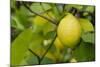 Bright Yellow Lemon on the Tree, California, USA-Cindy Miller Hopkins-Mounted Photographic Print