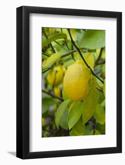 Bright Yellow Lemon on the Tree, California, USA-Cindy Miller Hopkins-Framed Photographic Print