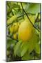 Bright Yellow Lemon on the Tree, California, USA-Cindy Miller Hopkins-Mounted Photographic Print