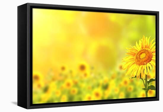 Bright Yellow Sunflowers and Sun-frenta-Framed Stretched Canvas