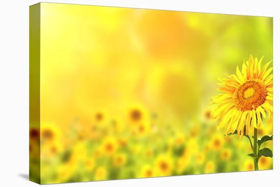 Bright Yellow Sunflowers and Sun-frenta-Stretched Canvas