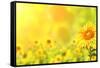 Bright Yellow Sunflowers and Sun-frenta-Framed Stretched Canvas
