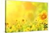 Bright Yellow Sunflowers and Sun-frenta-Stretched Canvas