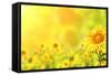 Bright Yellow Sunflowers and Sun-frenta-Framed Stretched Canvas