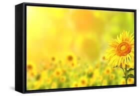 Bright Yellow Sunflowers and Sun-frenta-Framed Stretched Canvas