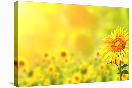 Bright Yellow Sunflowers and Sun-frenta-Stretched Canvas