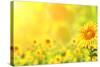 Bright Yellow Sunflowers and Sun-frenta-Stretched Canvas