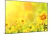 Bright Yellow Sunflowers and Sun-frenta-Mounted Photographic Print