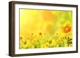 Bright Yellow Sunflowers and Sun-frenta-Framed Photographic Print