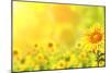 Bright Yellow Sunflowers and Sun-frenta-Mounted Photographic Print