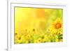 Bright Yellow Sunflowers and Sun-frenta-Framed Photographic Print