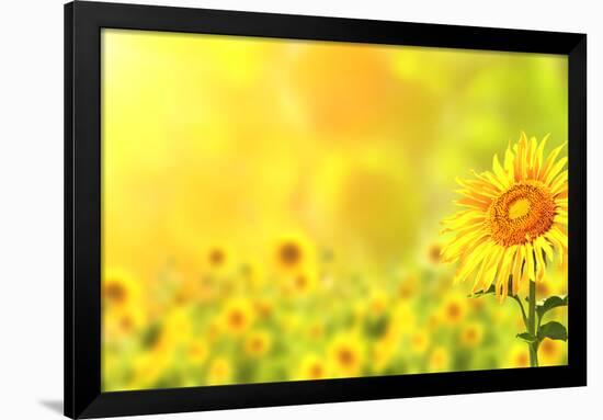 Bright Yellow Sunflowers and Sun-frenta-Framed Photographic Print