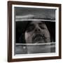 Brightbug-Fabio Panichi-Framed Photographic Print