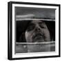 Brightbug-Fabio Panichi-Framed Photographic Print