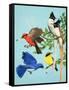 Brightly Coloured Birds-R. B. Davis-Framed Stretched Canvas