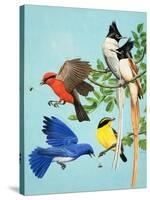Brightly Coloured Birds-R. B. Davis-Stretched Canvas