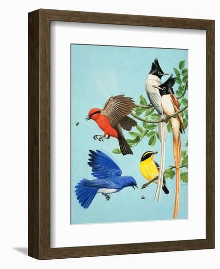 Brightly Coloured Birds-R. B. Davis-Framed Giclee Print