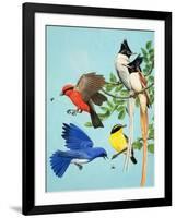 Brightly Coloured Birds-R. B. Davis-Framed Giclee Print