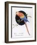 Brightly Coloured Parrot-null-Framed Art Print