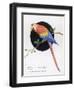 Brightly Coloured Parrot-null-Framed Art Print