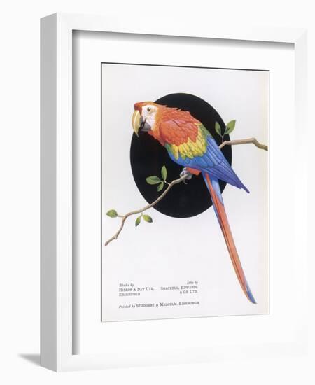 Brightly Coloured Parrot-null-Framed Art Print