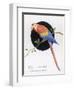 Brightly Coloured Parrot-null-Framed Art Print