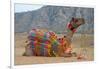 Brightly decorated camel, Pushkar, Rajasthan, India.-Inger Hogstrom-Framed Photographic Print