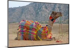 Brightly decorated camel, Pushkar, Rajasthan, India.-Inger Hogstrom-Mounted Photographic Print