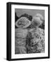 Brightly Dressed Spectators Attending the Event-Cornell Capa-Framed Photographic Print