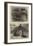 Brighton Aquarium-null-Framed Giclee Print