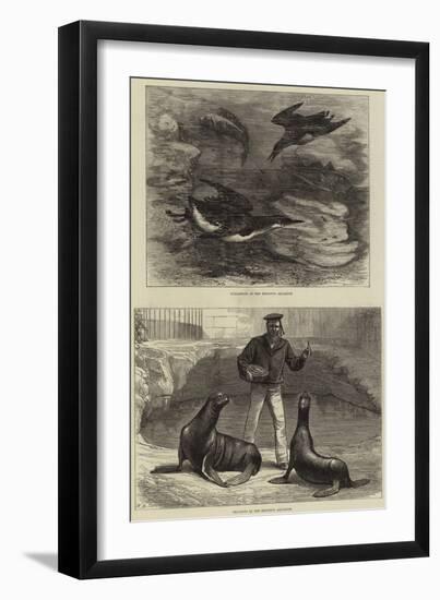 Brighton Aquarium-null-Framed Giclee Print