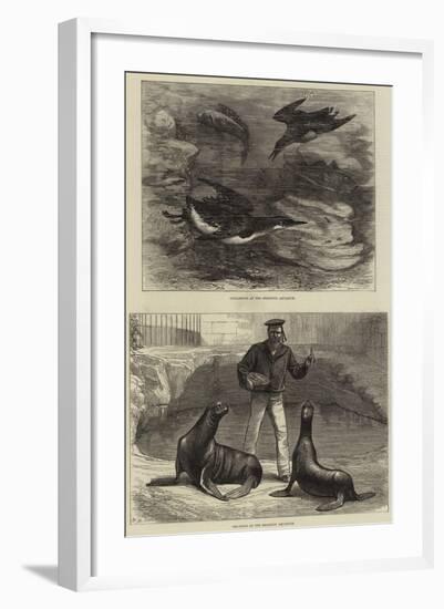 Brighton Aquarium-null-Framed Giclee Print